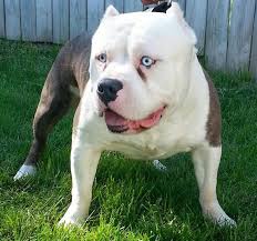 Pitbull Terrier Black And Blue Eyes American Bully Blue Eyes Bully Dog Pitbulls Bully Xl