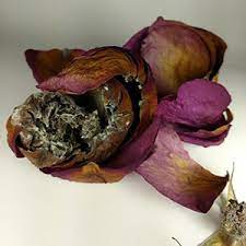 Check out our dried flowers mold selection for the very best in unique or custom, handmade pieces from our shops. Rose Care