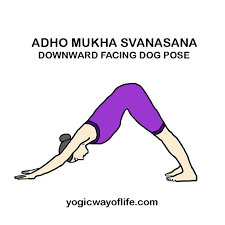 Adho Mukha Svanasana Downward Facing Dog Pose Yoga Postures Yoga Poses Dog Poses