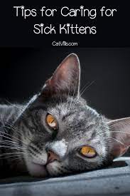 What Do You Do If You Find A Sick Kitten Sick Kitten Pet Care Dogs Kitten Care