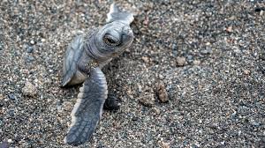 Image result for turtle