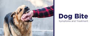 Image result for Dog Bite