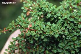 Bearberry cotoneaster in english bearberry cotoneaster in english krypoxbär in swedish 矮生栒子 in chinese bearberry cotoneaster in english bearberry cotoneaster in english cotonéaster de dammer in french krypoxbär in swedish cotoneaster dammer in welsh cotonéastre de dammer in. Teppich Zwergmispel Cooper Garten Punzmann Gmbh Menzlhof