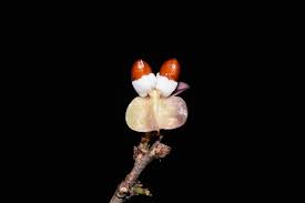 Image result for Gymnosporia buchananii