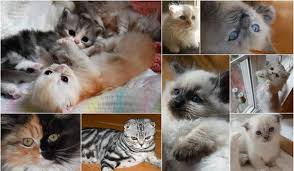 Munchkin kittens for sale in the westchester, new york, long island and nyc area. Scottish Fold Munchkin Kittens For Sale
