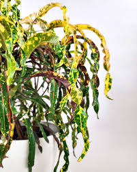 Image result for Croton longipedicellatus