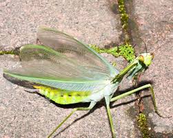 Image result for Macrotyloma ellipticum