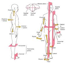 Welcome to innerbody.com, a free educational resource for learning about human anatomy and physiology. Free Diagrams Human Body Diagram Showing The Chief Terms Of Position And Direction And The Human Anatomy And Physiology Medical Mnemonics Human Body Anatomy