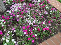 Image result for Impatiens wallerana