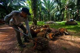 Industri minyak kelapa sawit adalah salah satu industri kunci untuk perekonomian indonesia. Industri Kelapa Sawit Diklaim Kebal Pandemi Terus Menopang Ekonomi Nasional