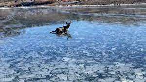 Video shows Utah man rescue fawn trapped on thin ice on frozen lake | KUTV