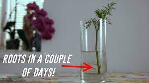 Keep the dill plants at 70 degrees fahrenheit (21 degrees celsius). How To Grow Dill From The Cuttings A Simple Method Youtube