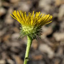 Image result for Pentanema