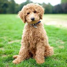 His coat is incredibly low shedding. Max Labradoodle Goldendoodle Grooming Labradoodle Labradoodle Puppy
