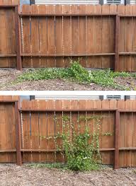 These vines grow readily from seed and can reach lengths of 10 to 15 feet at the peak of the season. How To Train Vines To Climb A Fence A Video The Gold Hive