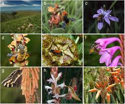 Image result for Chironia laxiflora