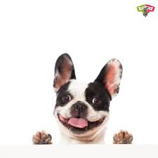 Smile It S Saturday Saturday Weekend Fun Frenchie Frenchbulldog Frenchielover Frenchiemom Frenchiepup Cute Funny Animals Frenchie Puppy Funny Animals