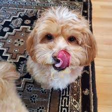 I recently found out I'm allergic to milk 😢(not just lactose intolerant).  My cheat treat/comfort food was either ice cream or a donut. I've had some  success with vegan ice cream made