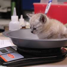 This includes 65 cats and kittens. Golocalpdx Animal Shelter Struggles With Unhealthy And Untreatable Pets