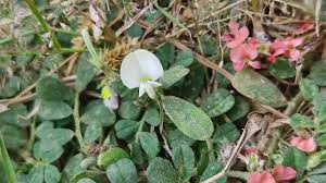 Image result for Tephrosia pumila