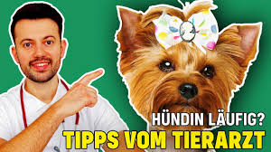 Dies ist meist zwischen dem 6. Laufigkeit Bei Hundinnen Wichtige Tierarzt Tipps Youtube