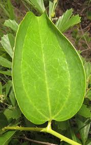 Image result for Smilax anceps
