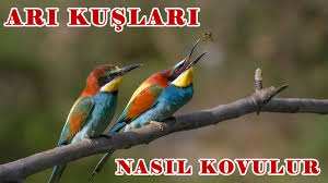 Ari Kusu Kovucu Ari Kusu Nasil Kovulur Sahin Sesi Ari Kusu Kartal Sesi Bee Eater Repellent Youtube
