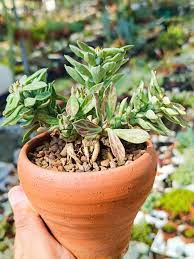 Image result for Monadenium lugardiae