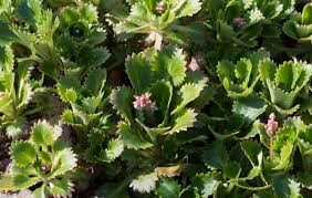 Image result for Galiniera saxifraga