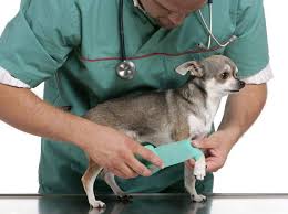 Chihuahuas are the smallest dogs in the world. Welche Krankheiten Kann Ein Chihuahua Bekommen