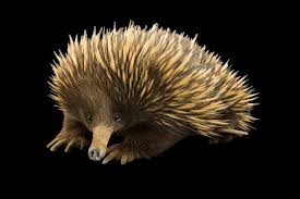 Short Beaked Echidna Echidna Slowest Animal Australian Animals