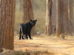 Some counties in texas seem to have their own rules. Cryptid Cats In Texas Expanded Perspectives