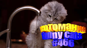 smeshnoe video video pro kotov 466 kot smeshnye kotyata video