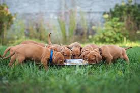 Image result for maďarský krátkosrstý ohař