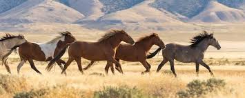 When you drive on the rez, there are signs warning you to watch for horses. Op Ed Bureau Of Land Management Abdicates Obligation To Manage Our Wild Equines Humanely Horse Nation