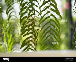 Image result for Lomariopsidaceae