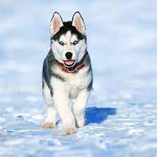 I weigh roughly 60 lbs. Siberian Husky Puppies For Sale In Ct Breeder