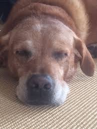 Hundefutter Ab Hof Hunde Futter Hundefutter Hunde