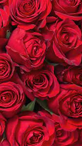 Download Valentines Day Wallpaper By Georgekev A7 Free On Zedge Now Browse Millions Of Popular B Blue Flower Wallpaper Red Roses Wallpaper Rose Wallpaper