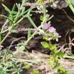 Image result for Polygala sphenoptera