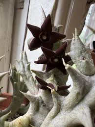 Image result for Orbea caudata