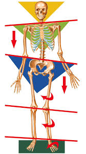 Image result for Functional Leg Length Discrepancy