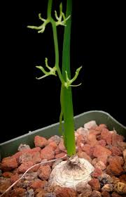 Image result for Bowiea volubilis