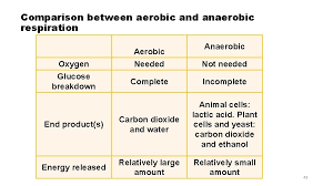 A supply and demand problem arises among cells when glycolysis produces more nadh than can be utilized or when nad + supplies are diminished or oxygen is. Cell Structure And Functions Cellular Reaction Introduction Cell