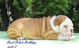 Ingiliz Bulldog Irk Dernegi The Bulldog Club Turkey Bulldog Yavrulari Bulldog Ingiliz Bulldog