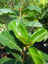 Image result for Ficus lutea