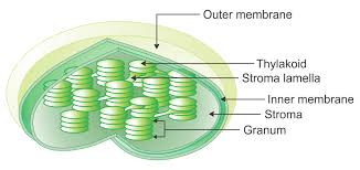 Both have two membranes, circular dna, thylakoids, and ribosomes. What Is The Diagram For The Structure Of A Chloroplast Biology Topperlearning Com 6jli3855