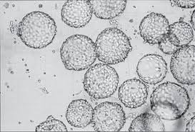 We did not find results for: Advances In Cell Culture Anchorage Dependence Philosophical Transactions Of The Royal Society B Biological Sciences