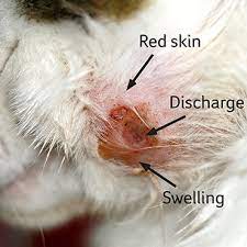 Wounds And Skin Injuries Pdsa