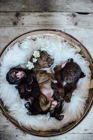 Newborn Puppy Photography Newborn Puppies Puppy Photography Puppy Photos